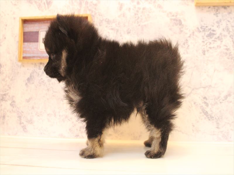埼玉県のポメラニアン (ワンラブ埼玉寄居店/2026年3月1日生まれ/男の子/ブラックタン)の子犬の3枚目の画像