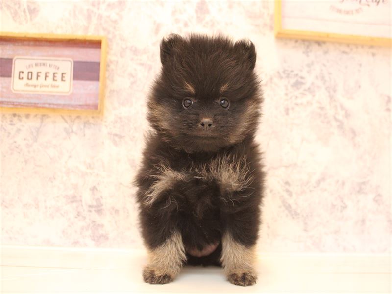 埼玉県のポメラニアン (ワンラブ埼玉寄居店/2026年3月1日生まれ/男の子/ブラックタン)の子犬の2枚目の画像