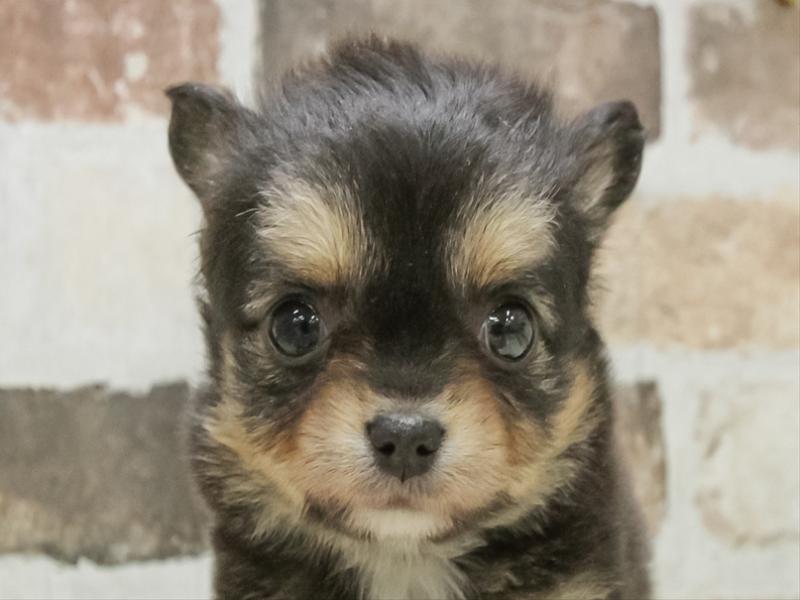 愛知県のチワワ(ロング) (ワンラブ名古屋守山インター総本店/2026年3月3日生まれ/女の子/ブラックタンホワイト)の子犬の1枚目の画像