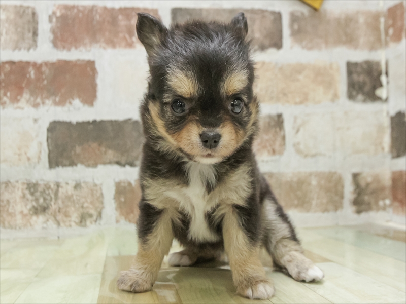 愛知県のチワワ(ロング) (ワンラブ名古屋守山インター総本店/2026年3月3日生まれ/女の子/ブラックタンホワイト)の子犬の3枚目の画像
