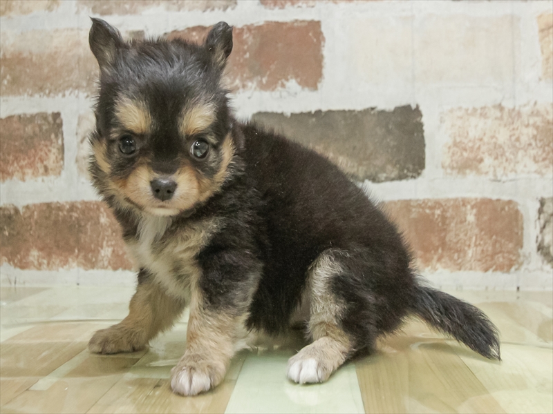 愛知県のチワワ(ロング) (ワンラブ名古屋守山インター総本店/2026年3月3日生まれ/女の子/ブラックタンホワイト)の子犬の2枚目の画像