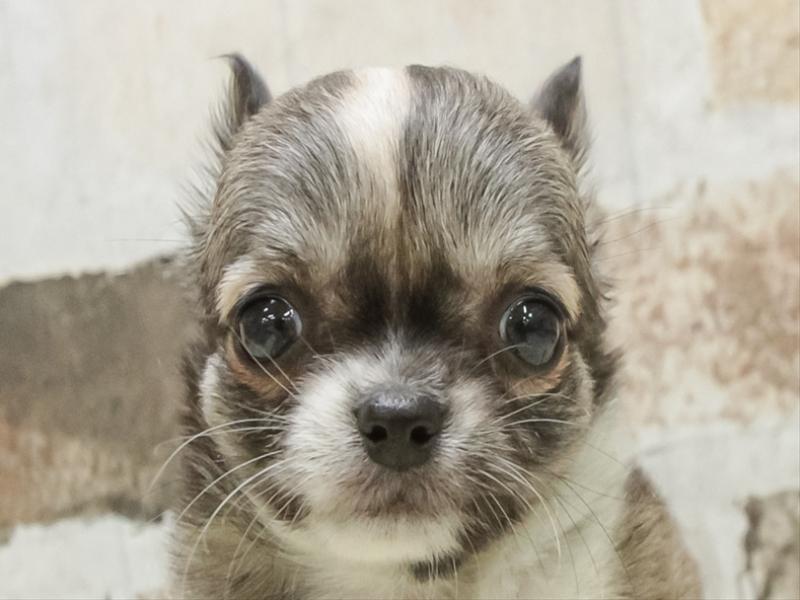 愛知県のチワワ(ロング) (ワンラブ名古屋守山インター総本店/2026年2月28日生まれ/女の子/レッドホワイト)の子犬の1枚目の画像