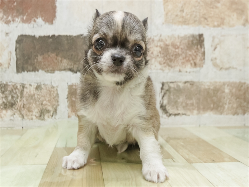 愛知県のチワワ(ロング) (ワンラブ名古屋守山インター総本店/2026年2月28日生まれ/女の子/レッドホワイト)の子犬の3枚目の画像