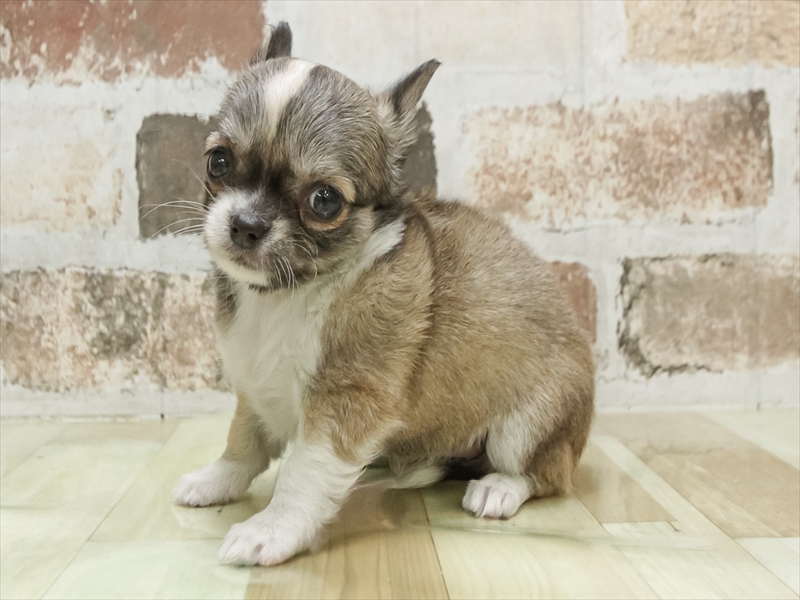 愛知県のチワワ(ロング) (ワンラブ名古屋守山インター総本店/2026年2月28日生まれ/女の子/レッドホワイト)の子犬の2枚目の画像