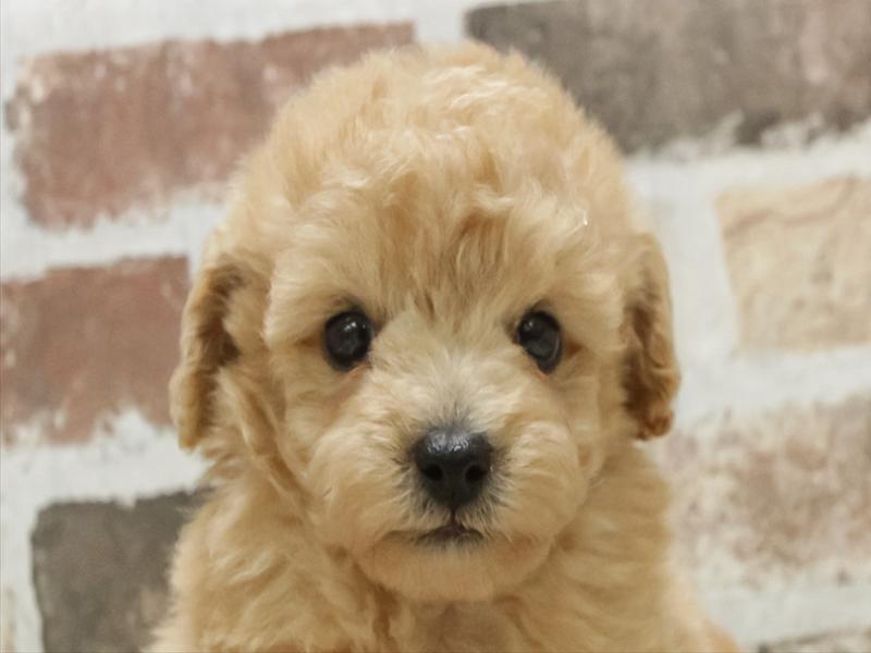 愛知県のトイプードル(トイ) (ワンラブ名古屋守山インター総本店/2026年3月3日生まれ/男の子/アプリコット)の子犬の1枚目の画像