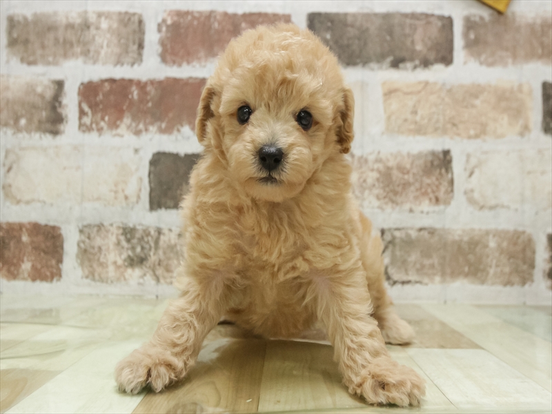 愛知県のトイプードル(トイ) (ワンラブ名古屋守山インター総本店/2026年3月3日生まれ/男の子/アプリコット)の子犬の3枚目の画像