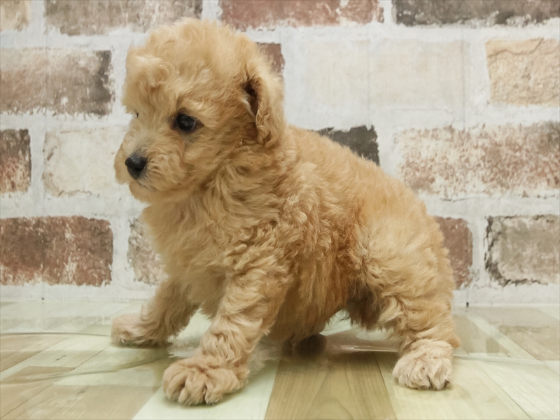 愛知県のトイプードル(トイ) (ワンラブ名古屋守山インター総本店/2026年3月3日生まれ/男の子/アプリコット)の子犬の2枚目の画像