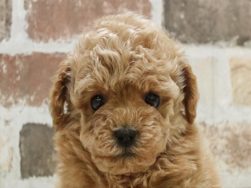 愛知県のトイプードル(トイ) (ワンラブ名古屋守山インター総本店/2026年3月3日生まれ/女の子/アプリコット)の子犬の1枚目の画像