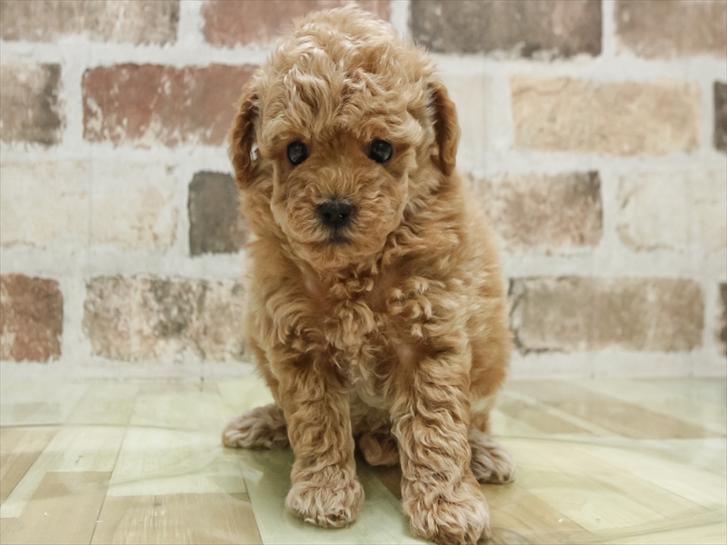 愛知県のトイプードル(トイ) (ワンラブ名古屋守山インター総本店/2026年3月3日生まれ/女の子/アプリコット)の子犬の3枚目の画像