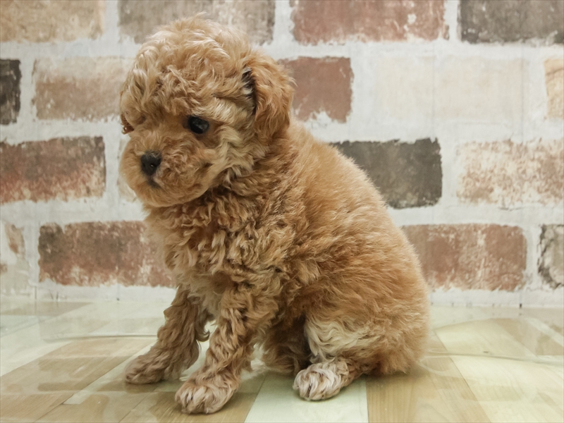 愛知県のトイプードル(トイ) (ワンラブ名古屋守山インター総本店/2026年3月3日生まれ/女の子/アプリコット)の子犬の2枚目の画像