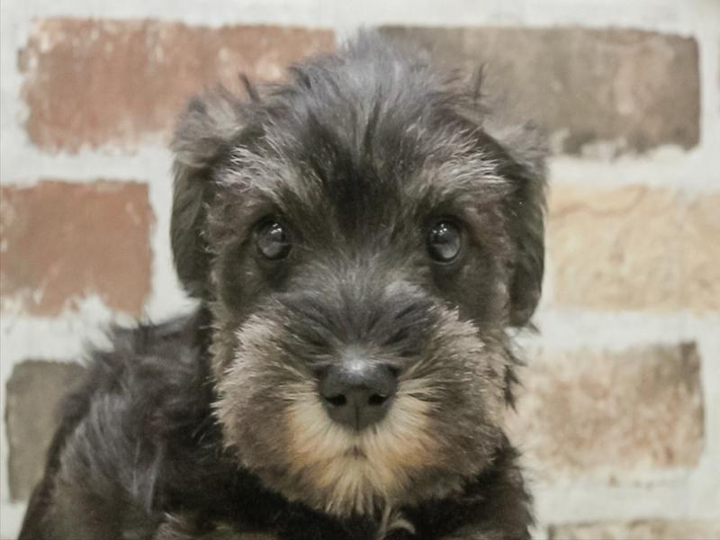 愛知県のミニチュアシュナウザー (ワンラブ名古屋守山インター総本店/2026年3月3日生まれ/男の子/ソルトペッパー)の子犬の1枚目の画像