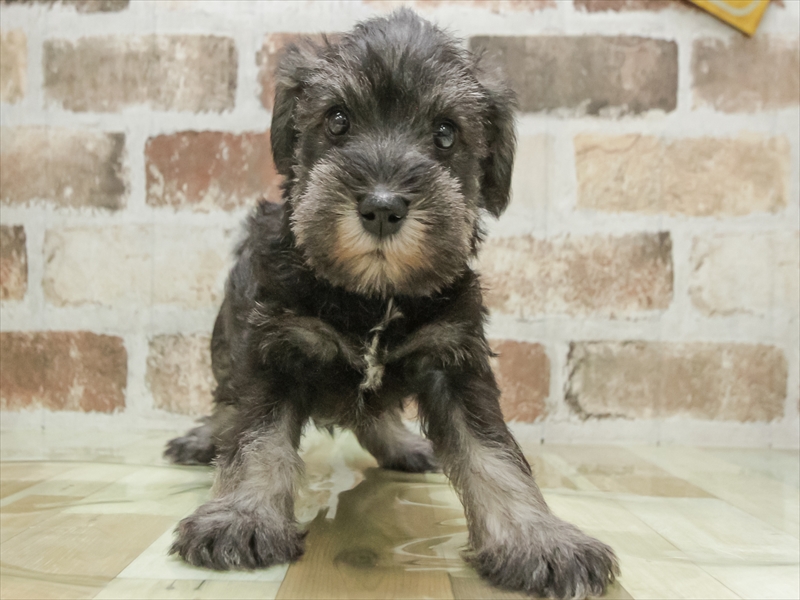 愛知県のミニチュアシュナウザー (ワンラブ名古屋守山インター総本店/2026年3月3日生まれ/男の子/ソルトペッパー)の子犬の3枚目の画像