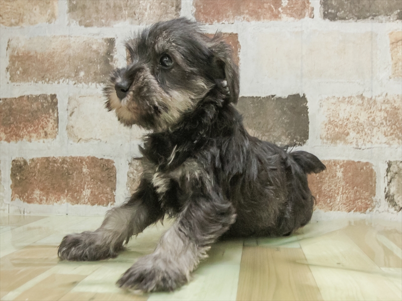 愛知県のミニチュアシュナウザー (ワンラブ名古屋守山インター総本店/2026年3月3日生まれ/男の子/ソルトペッパー)の子犬の2枚目の画像