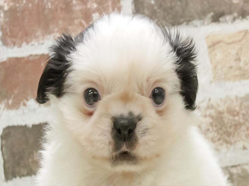 愛知県のペキシーズー/ペキズー(ペキニーズ×シーズー) (ワンラブ名古屋守山インター総本店/2026年3月1日生まれ/女の子/ブラックホワイト)の子犬の1枚目の画像