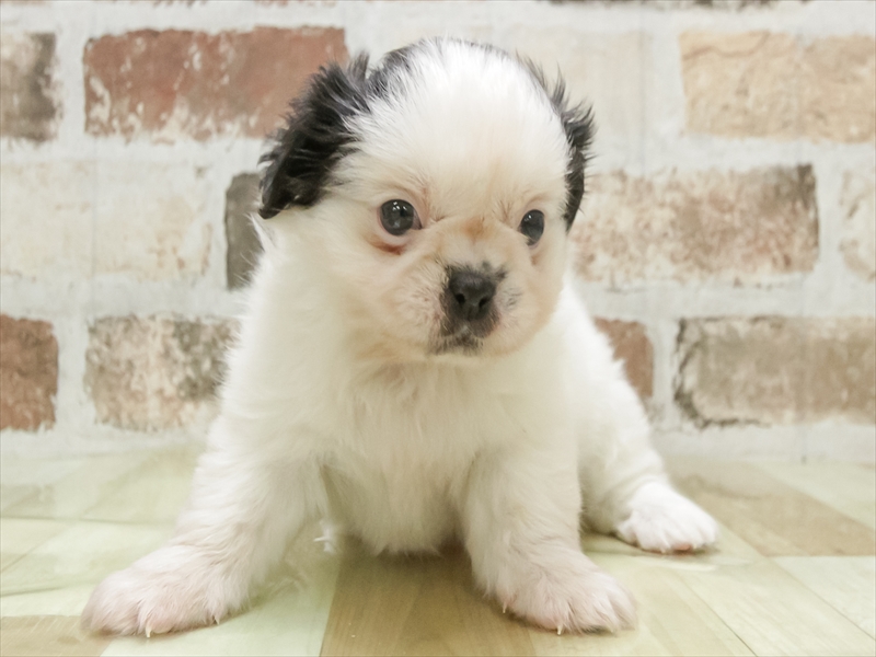 愛知県のペキシーズー/ペキズー(ペキニーズ×シーズー) (ワンラブ名古屋守山インター総本店/2026年3月1日生まれ/女の子/ブラックホワイト)の子犬の3枚目の画像