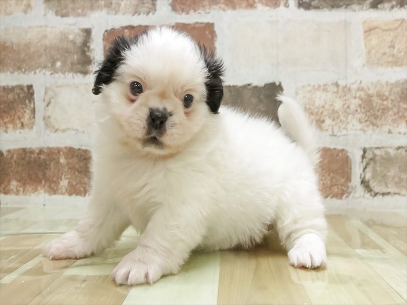 愛知県のペキシーズー/ペキズー(ペキニーズ×シーズー) (ワンラブ名古屋守山インター総本店/2026年3月1日生まれ/女の子/ブラックホワイト)の子犬の2枚目の画像