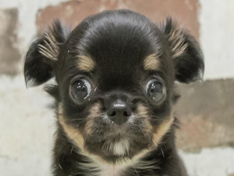 愛知県のチワワ(ロング) (ワンラブ名古屋守山インター総本店/2026年3月1日生まれ/男の子/ブラックタン)の子犬の1枚目の画像