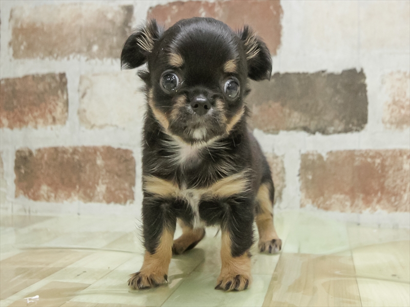 愛知県のチワワ(ロング) (ワンラブ名古屋守山インター総本店/2026年3月1日生まれ/男の子/ブラックタン)の子犬の3枚目の画像