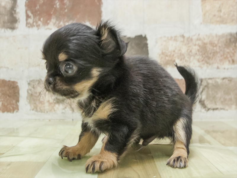 愛知県のチワワ(ロング) (ワンラブ名古屋守山インター総本店/2026年3月1日生まれ/男の子/ブラックタン)の子犬の2枚目の画像