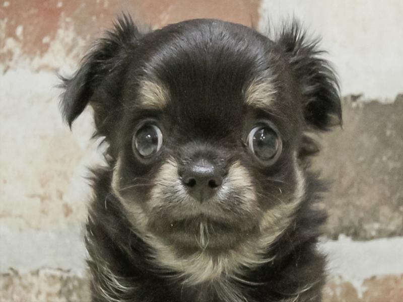 愛知県のチワワ(ロング) (ワンラブ名古屋守山インター総本店/2026年3月1日生まれ/男の子/ブラックタン)の子犬の1枚目の画像