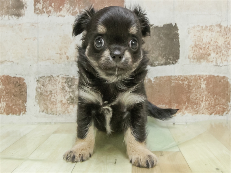 愛知県のチワワ(ロング) (ワンラブ名古屋守山インター総本店/2026年3月1日生まれ/男の子/ブラックタン)の子犬の3枚目の画像
