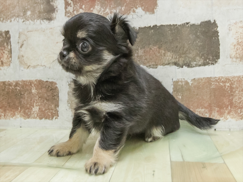 愛知県のチワワ(ロング) (ワンラブ名古屋守山インター総本店/2026年3月1日生まれ/男の子/ブラックタン)の子犬の2枚目の画像