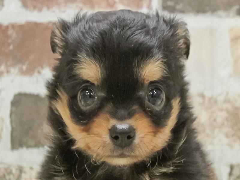 愛知県のチワワ(ロング) (ワンラブ名古屋守山インター総本店/2026年3月3日生まれ/女の子/ブラックタン)の子犬の1枚目の画像