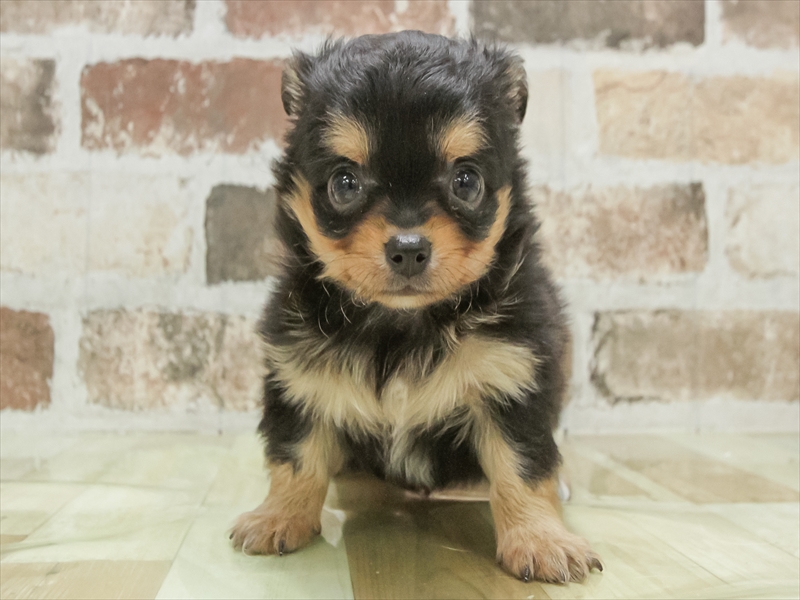 愛知県のチワワ(ロング) (ワンラブ名古屋守山インター総本店/2026年3月3日生まれ/女の子/ブラックタン)の子犬の3枚目の画像