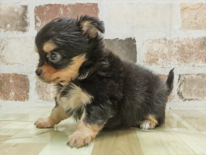 愛知県のチワワ(ロング) (ワンラブ名古屋守山インター総本店/2026年3月3日生まれ/女の子/ブラックタン)の子犬の2枚目の画像
