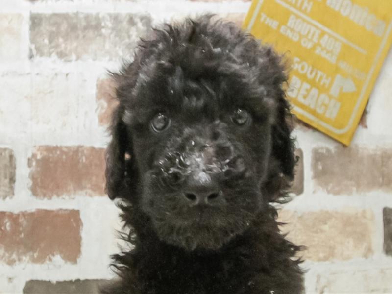 愛知県のスタンダードプードル (ワンラブ名古屋守山インター総本店/2026年3月3日生まれ/女の子/ブラック)の子犬の1枚目の画像