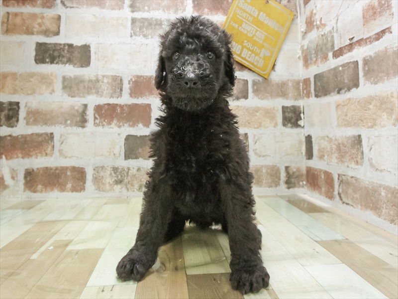 愛知県のスタンダードプードル (ワンラブ名古屋守山インター総本店/2026年3月3日生まれ/女の子/ブラック)の子犬の3枚目の画像