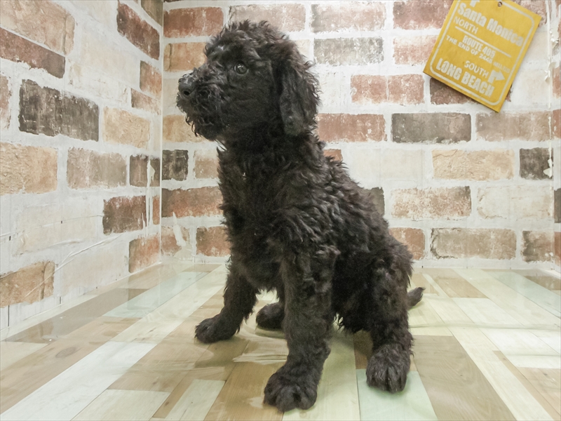 愛知県のスタンダードプードル (ワンラブ名古屋守山インター総本店/2026年3月3日生まれ/女の子/ブラック)の子犬の2枚目の画像