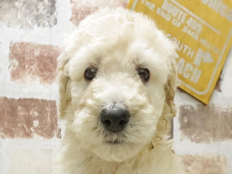 愛知県のスタンダードプードル (ワンラブ名古屋守山インター総本店/2026年3月3日生まれ/男の子/クリーム)の子犬の1枚目の画像