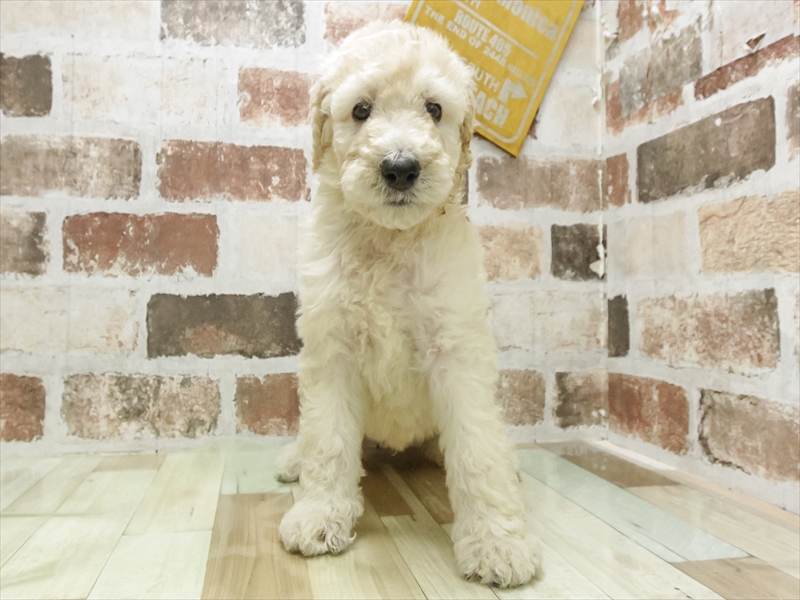 愛知県のスタンダードプードル (ワンラブ名古屋守山インター総本店/2026年3月3日生まれ/男の子/クリーム)の子犬の3枚目の画像