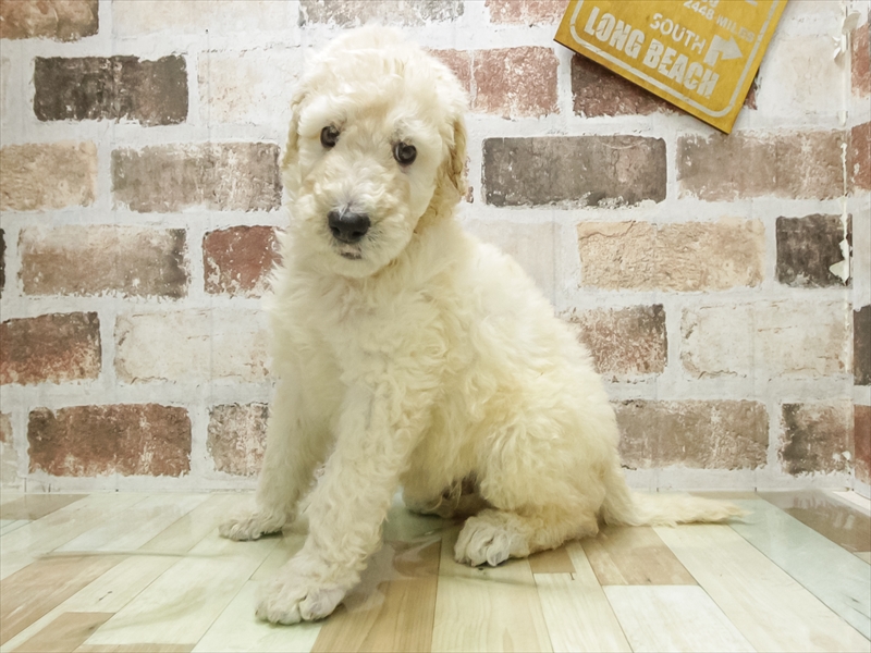 愛知県のスタンダードプードル (ワンラブ名古屋守山インター総本店/2026年3月3日生まれ/男の子/クリーム)の子犬の2枚目の画像