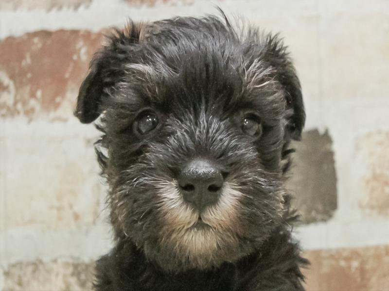 愛知県のミニチュアシュナウザー (ワンラブ名古屋守山インター総本店/2026年3月2日生まれ/男の子/ブラックシルバー)の子犬の1枚目の画像