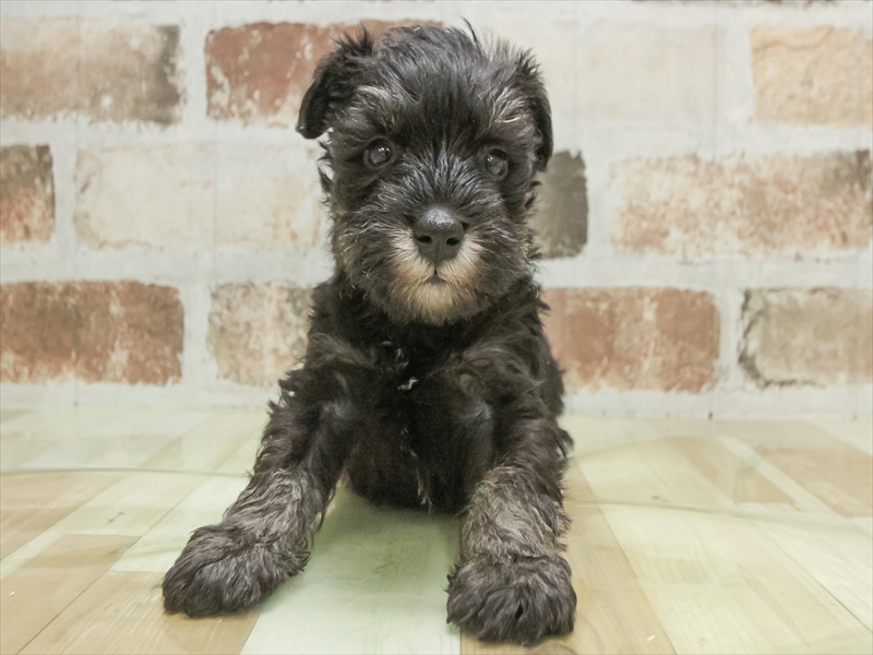 愛知県のミニチュアシュナウザー (ワンラブ名古屋守山インター総本店/2026年3月2日生まれ/男の子/ブラックシルバー)の子犬の3枚目の画像