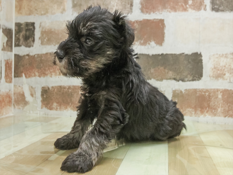 愛知県のミニチュアシュナウザー (ワンラブ名古屋守山インター総本店/2026年3月2日生まれ/男の子/ブラックシルバー)の子犬の2枚目の画像