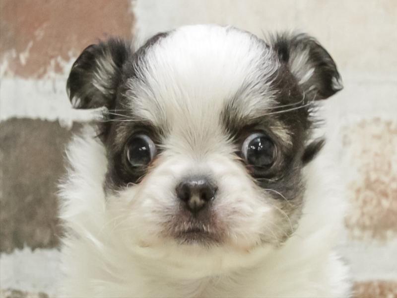 愛知県のチワワ(ロング) (ワンラブ名古屋守山インター総本店/2026年3月2日生まれ/女の子/パーティーカラー)の子犬の1枚目の画像