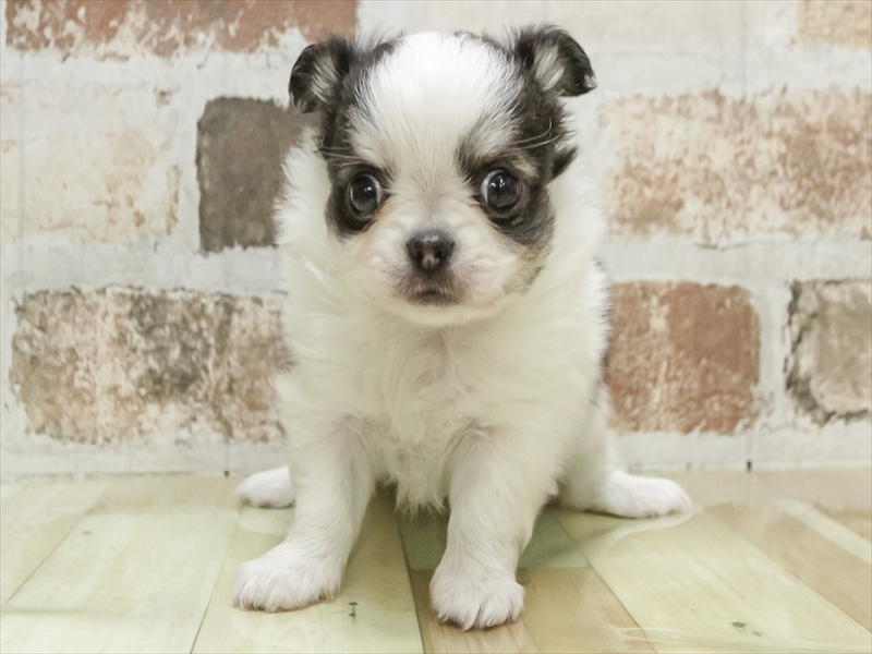 愛知県のチワワ(ロング) (ワンラブ名古屋守山インター総本店/2026年3月2日生まれ/女の子/パーティーカラー)の子犬の3枚目の画像