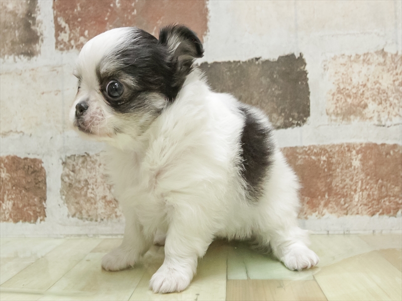 愛知県のチワワ(ロング) (ワンラブ名古屋守山インター総本店/2026年3月2日生まれ/女の子/パーティーカラー)の子犬の2枚目の画像