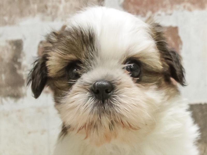 愛知県のシーズー (ワンラブ名古屋守山インター総本店/2026年3月2日生まれ/女の子/ホワイトゴールド)の子犬の1枚目の画像
