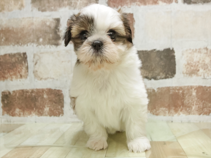 愛知県のシーズー (ワンラブ名古屋守山インター総本店/2026年3月2日生まれ/女の子/ホワイトゴールド)の子犬の3枚目の画像