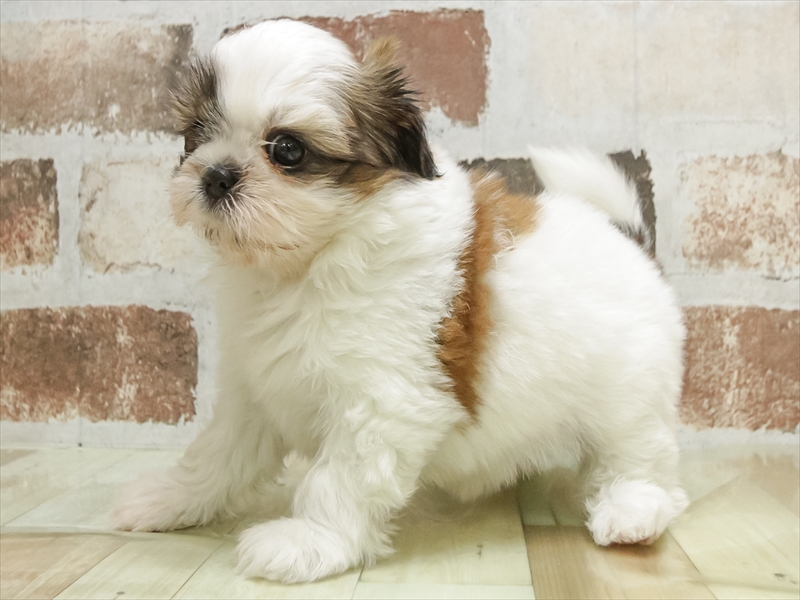 愛知県のシーズー (ワンラブ名古屋守山インター総本店/2026年3月2日生まれ/女の子/ホワイトゴールド)の子犬の2枚目の画像