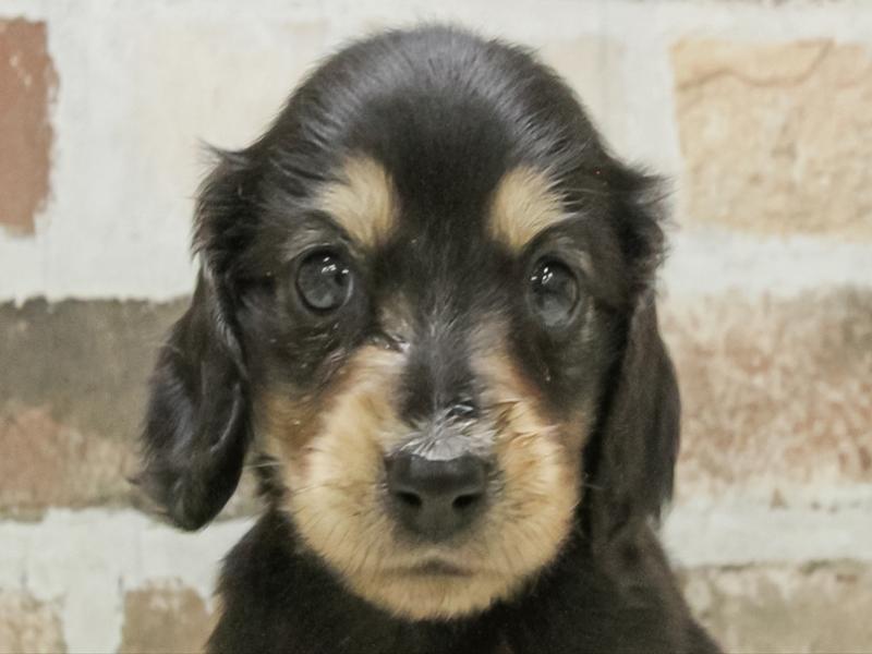 愛知県のミニチュアダックスフンド(ロング) (ワンラブ名古屋守山インター総本店/2026年3月2日生まれ/男の子/ブラックタン)の子犬の1枚目の画像