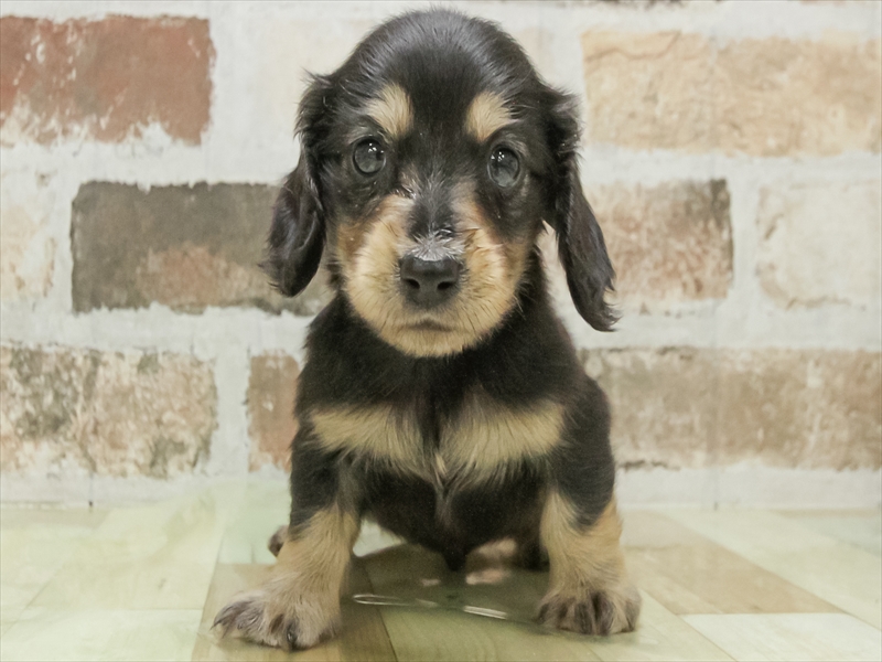 愛知県のミニチュアダックスフンド(ロング) (ワンラブ名古屋守山インター総本店/2026年3月2日生まれ/男の子/ブラックタン)の子犬の3枚目の画像