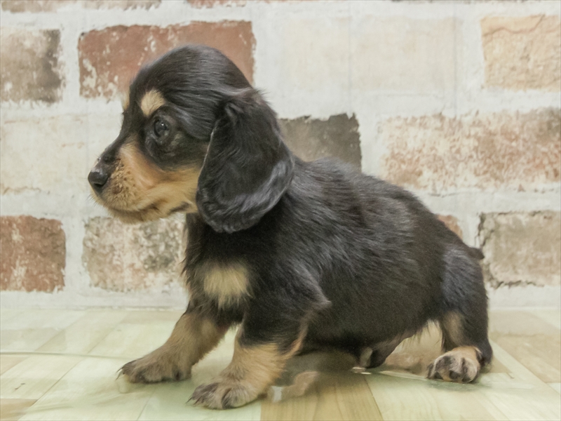 愛知県のミニチュアダックスフンド(ロング) (ワンラブ名古屋守山インター総本店/2026年3月2日生まれ/男の子/ブラックタン)の子犬の2枚目の画像