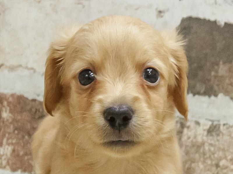 愛知県のチワックス(チワワ×ダックス) (ワンラブ名古屋守山インター総本店/2026年3月3日生まれ/男の子/クリーム)の子犬の1枚目の画像