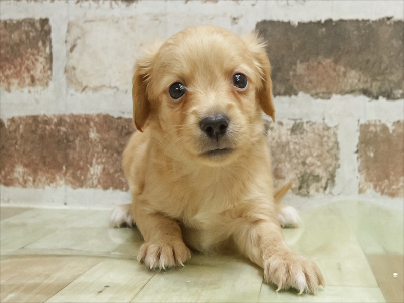 愛知県のチワックス(チワワ×ダックス) (ワンラブ名古屋守山インター総本店/2026年3月3日生まれ/男の子/クリーム)の子犬の3枚目の画像