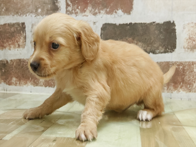 愛知県のチワックス(チワワ×ダックス) (ワンラブ名古屋守山インター総本店/2026年3月3日生まれ/男の子/クリーム)の子犬の2枚目の画像
